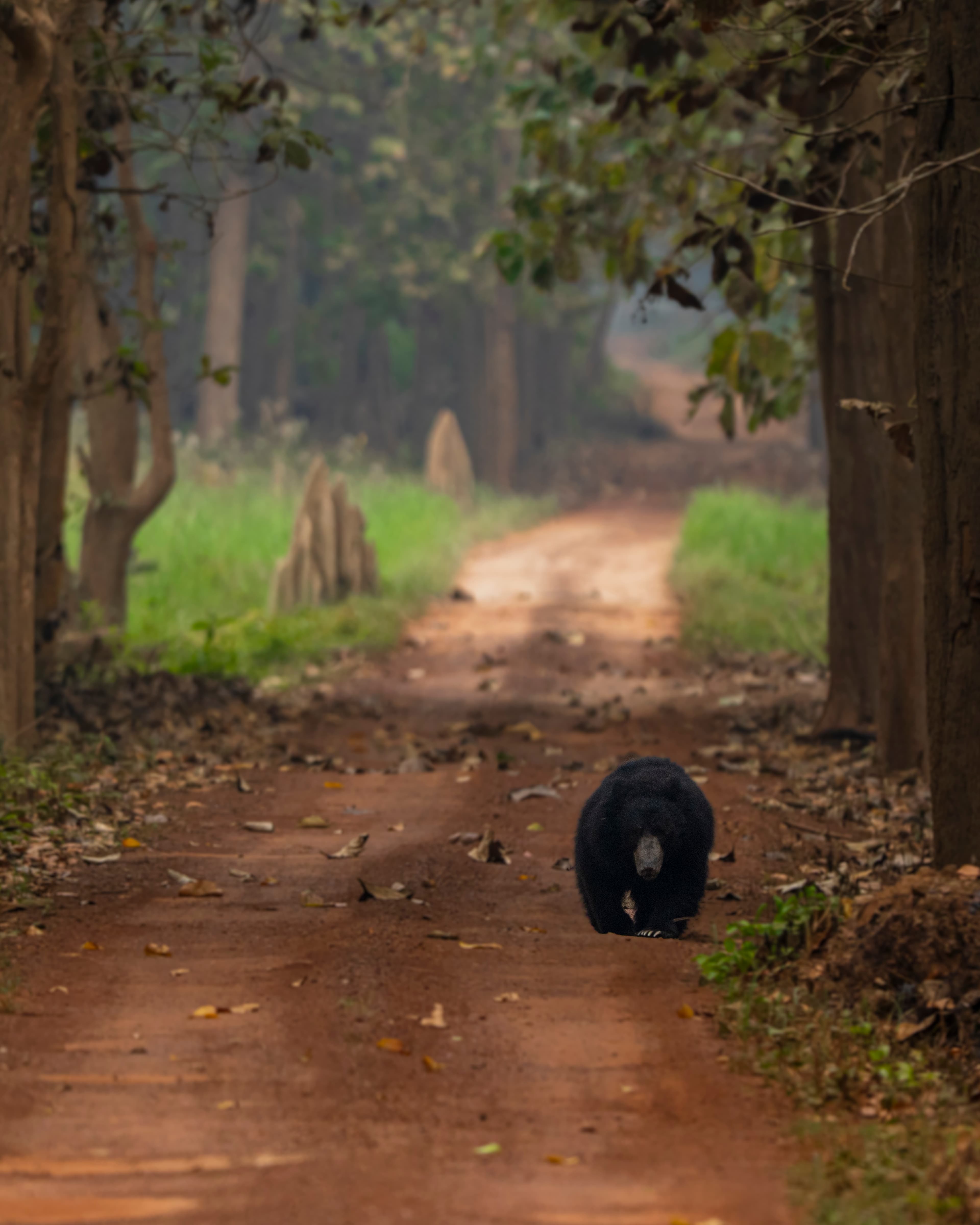 Sloth bear in the forest