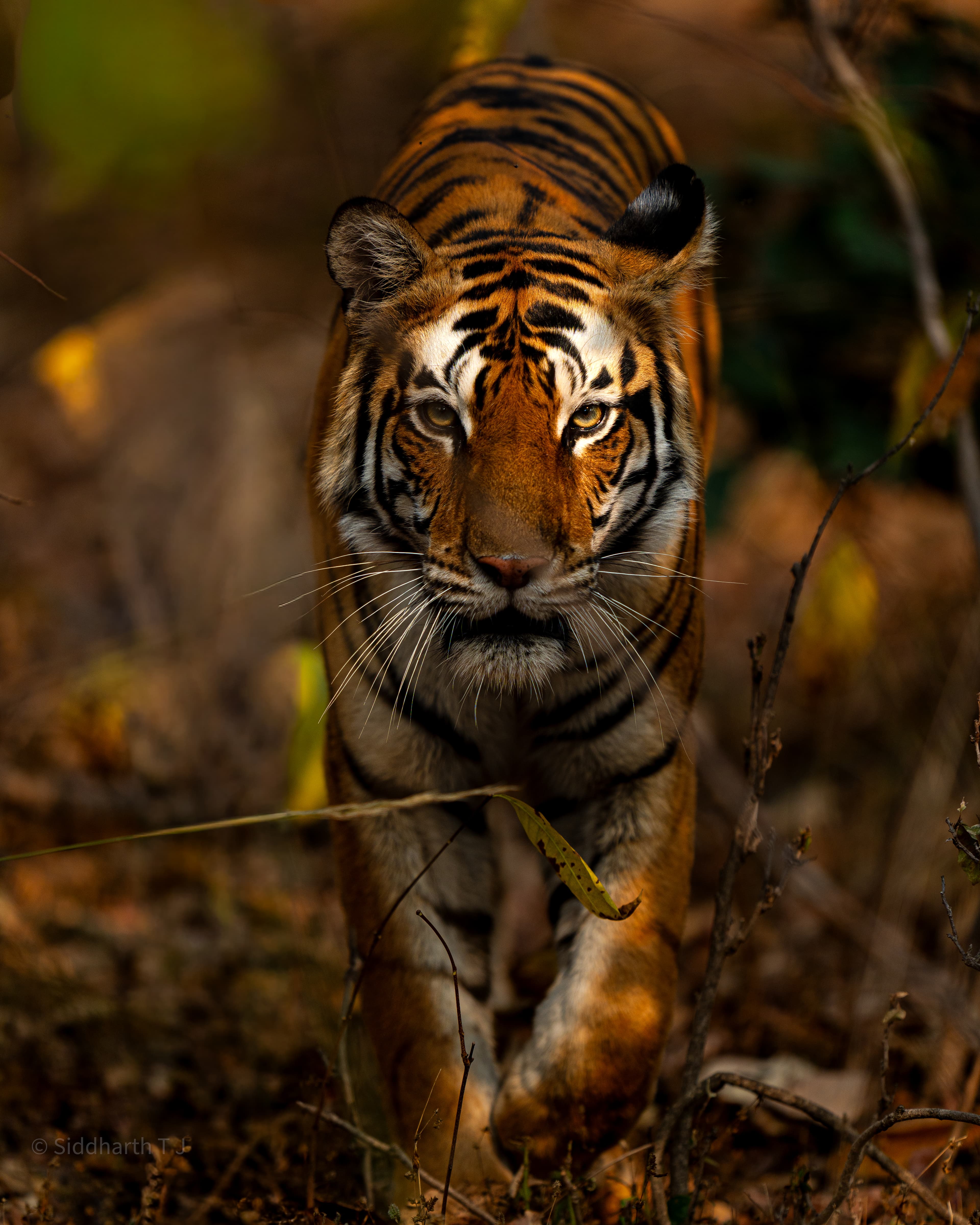Tiger close-up