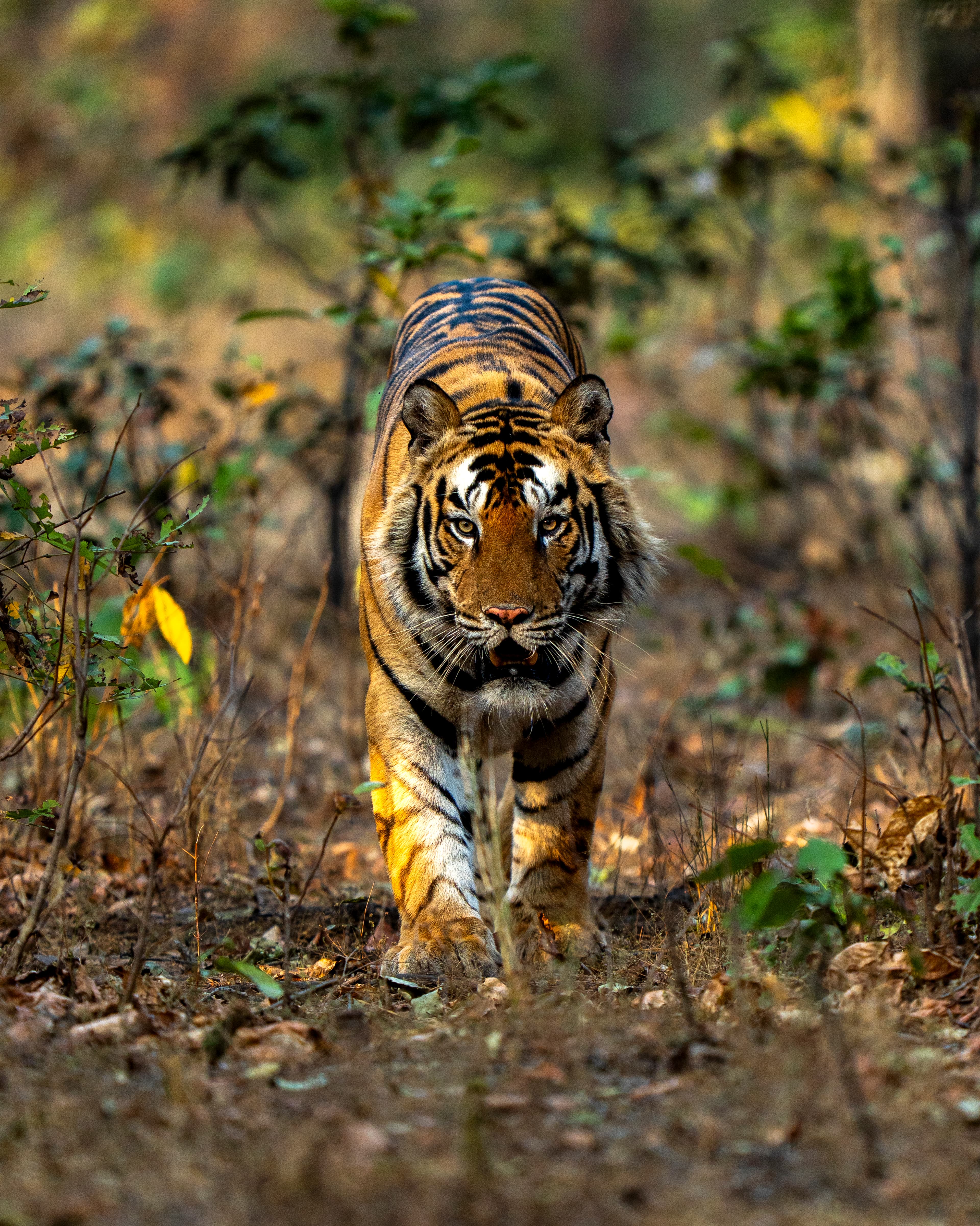 Tiger in Panna Tiger Reserve